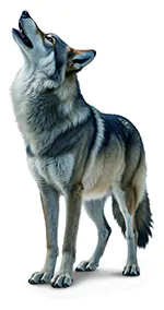 Lobo Gris wolf